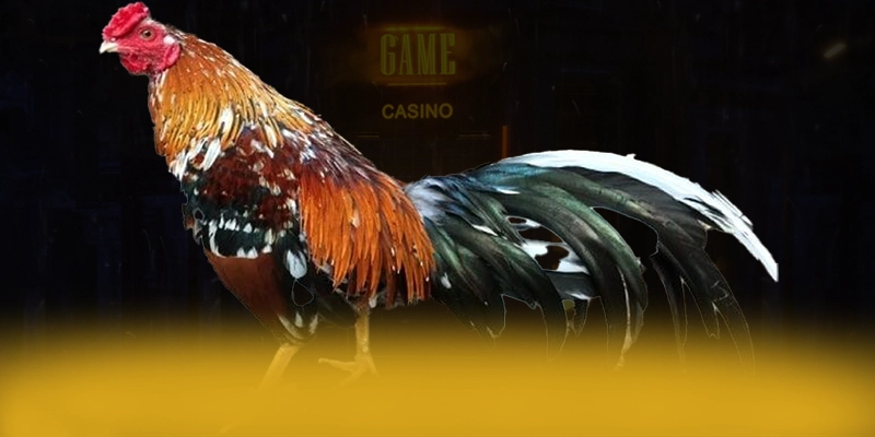 VWIN – Cổng cá cược được tin dùng, khẳng định vị thế hàng đầu tại Việt Nam.