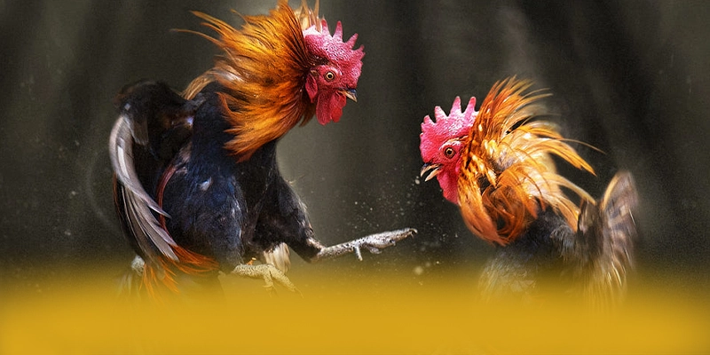 W88 - Cổng trò chơi được cộng đồng yêu thích nhất được giới cược thủ tin tưởng – Trải nghiệm W88