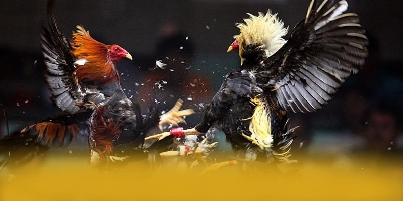 tài xỉu online - Cổng giải trí cực hot 2025 – Khám phá chương trình tài xỉu online