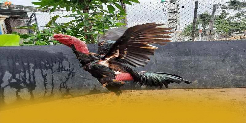 tỷ lệ kèo bóng đá - Cổng giải trí được đánh giá cao về chất lượng trên thị trường – Tổng hợp game hot tại tỷ lệ kèo bóng đá