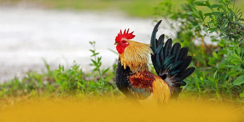 AU88 - Tổng kết từ trải nghiệm thực tế.