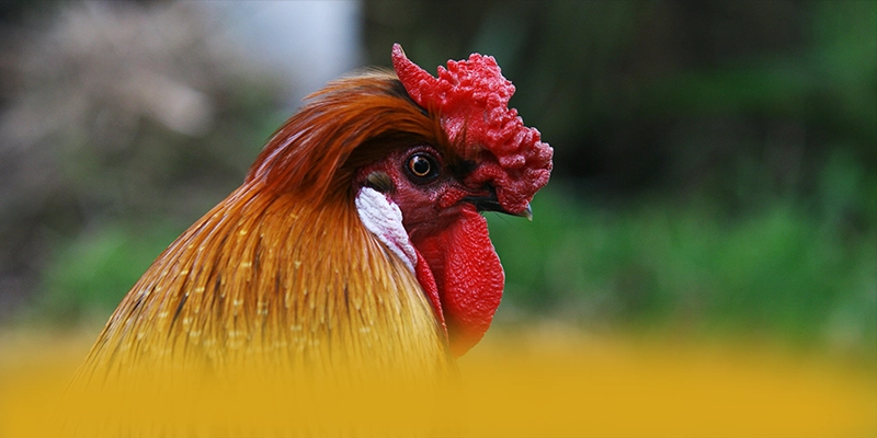 RR99 - Trang game với chính sách tặng thưởng đẳng cấp hiện nay – Khám phá ưu đãi hot của RR99