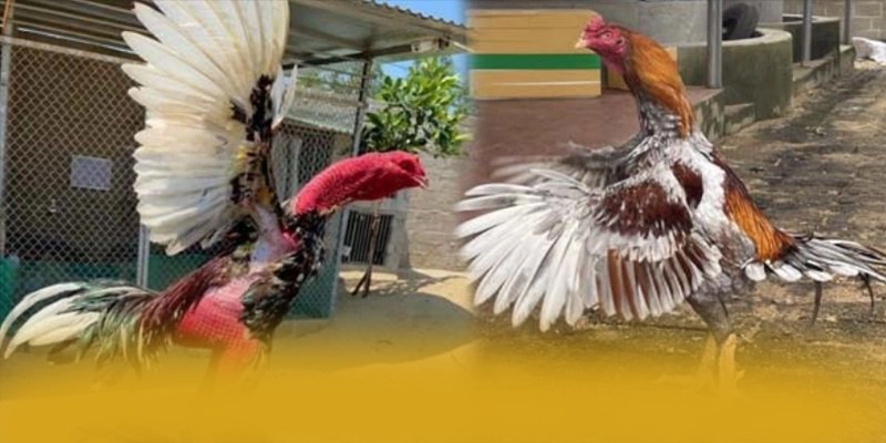 KKWIN - Thương hiệu game uy tín được cấp phép được cộng đồng game thủ công nhận – Khám phá sự an toàn và minh bạch tại KKWIN