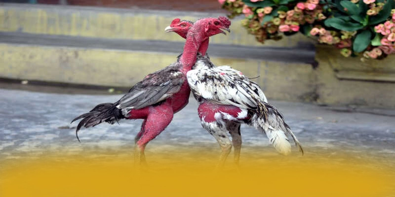 BL555 - Ứng dụng giải trí được game thủ yêu thích được game thủ lựa chọn – Khám phá BL555